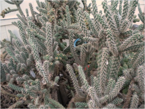 Jumping Cactus